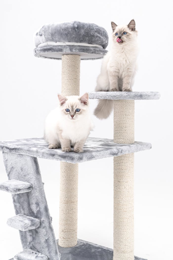 Two cute white Ragdoll kittens on a cat tree